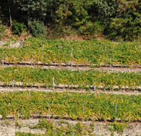 terrazzamenti
